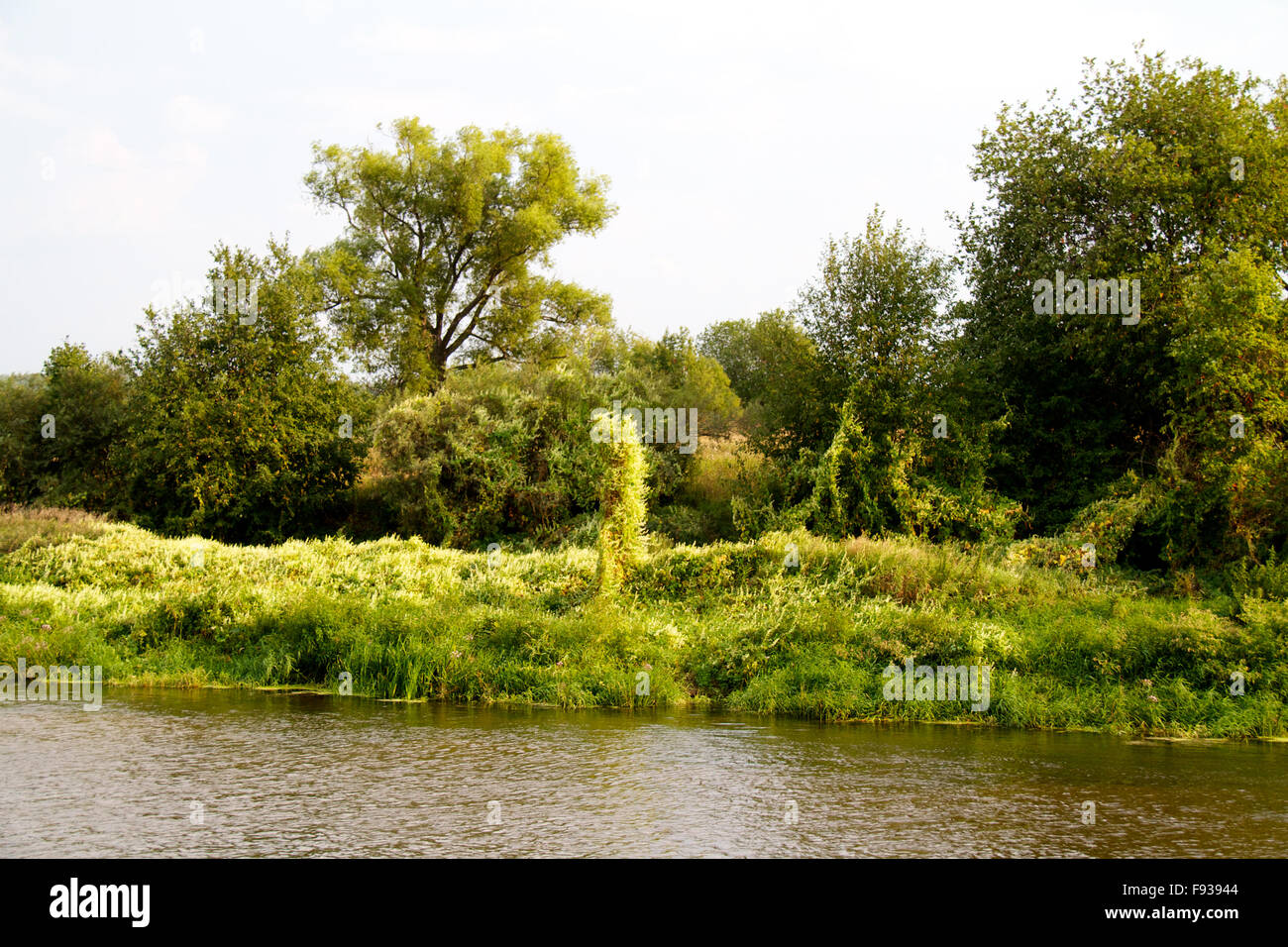 view of the beautiful river and forest Stock Photo - Alamy