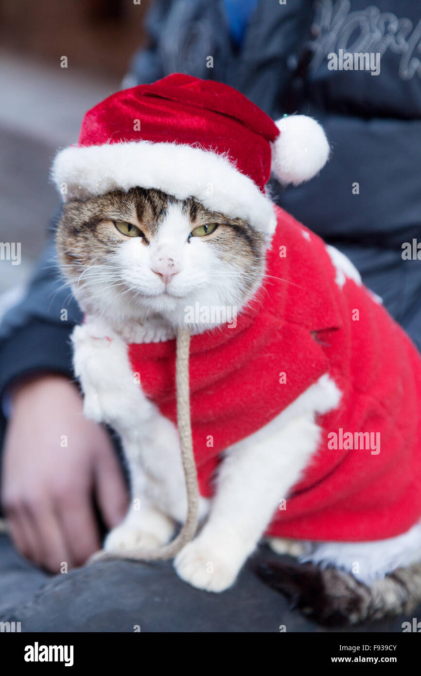 A cat dressed in Christmas costume with santa hat, Europe Stock Photo