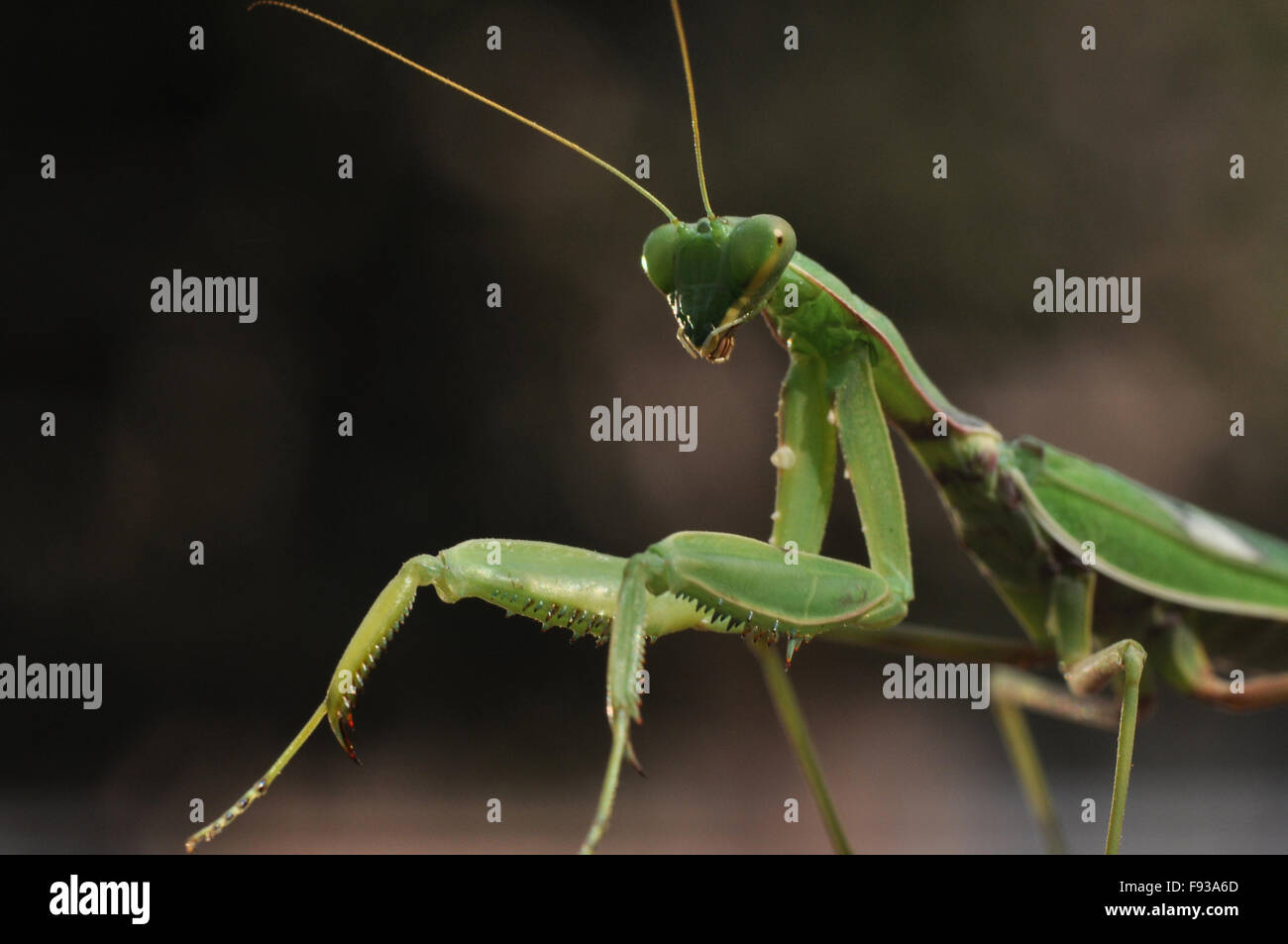 An adult Praying Mantis, Mantodea (mantises, mantes) in dark greenish