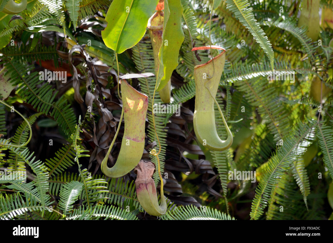 Nepenthes in the Borneo island Stock Photo