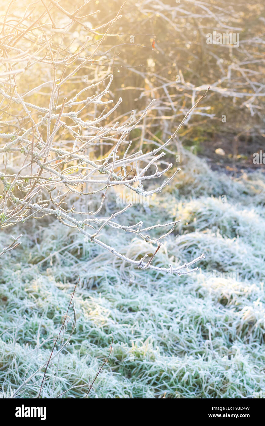 Frost covered ground plants hi-res stock photography and images - Alamy