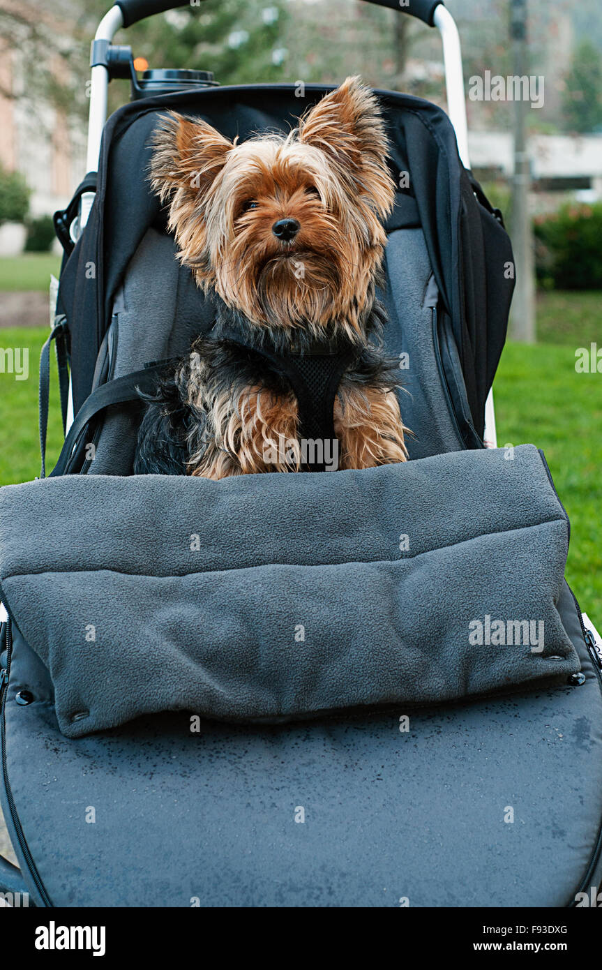 A dog in a stroller Stock Photo