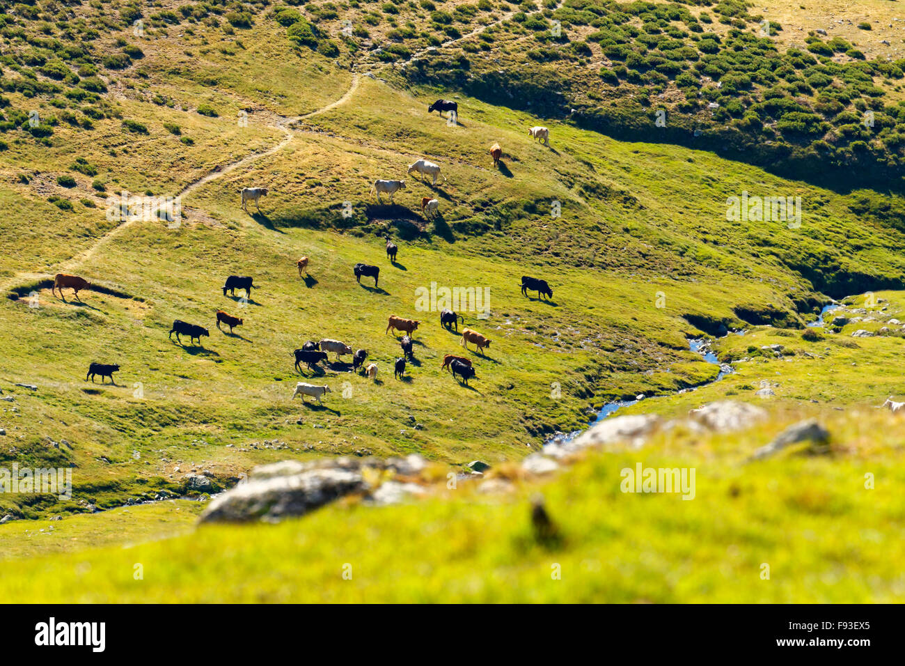 a group of cows in a green valley with a meadow and a small river ...