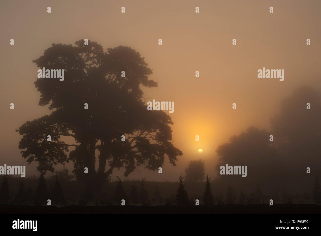 Silhouetted tree at sunrise with fog and sunrays Stock Photo - Alamy