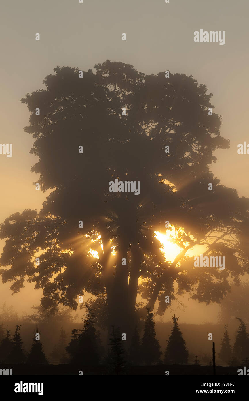 Silhouetted tree at sunrise with fog and sunrays Stock Photo - Alamy