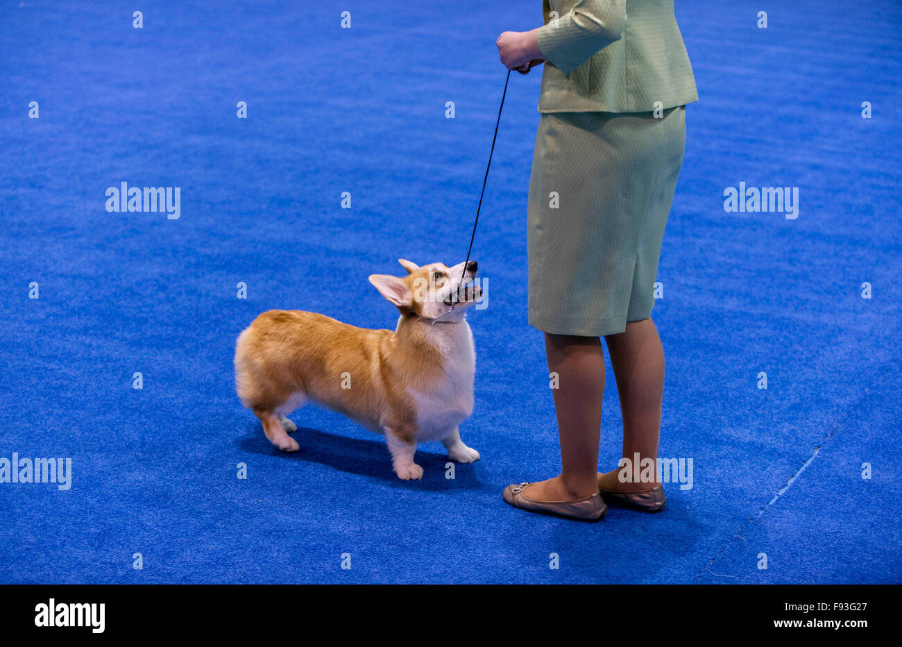 Orlando, Florida, USA. 13th Dec, 2015. A Pembroke Welsh Corgi during competition at the 2015 AKC/Eukanuba Championships. With over 6,100 entries, this is the largest dog show held in the United States in the last 20 years. © Brian Cahn/ZUMA Wire/Alamy Live News Stock Photo