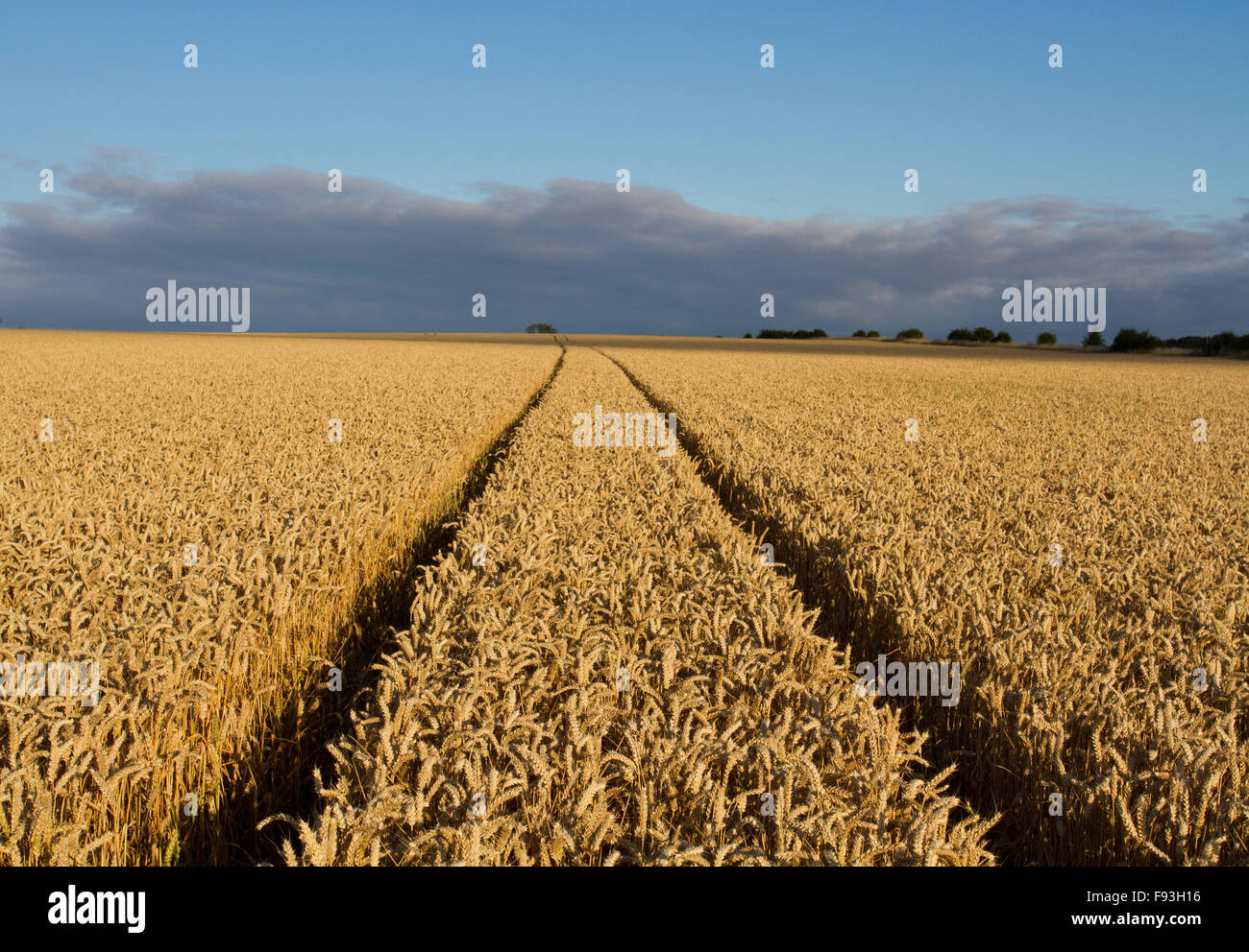 Tractor tracks disappearing into the distance of a golden wheat field at sunset. Stock Photo