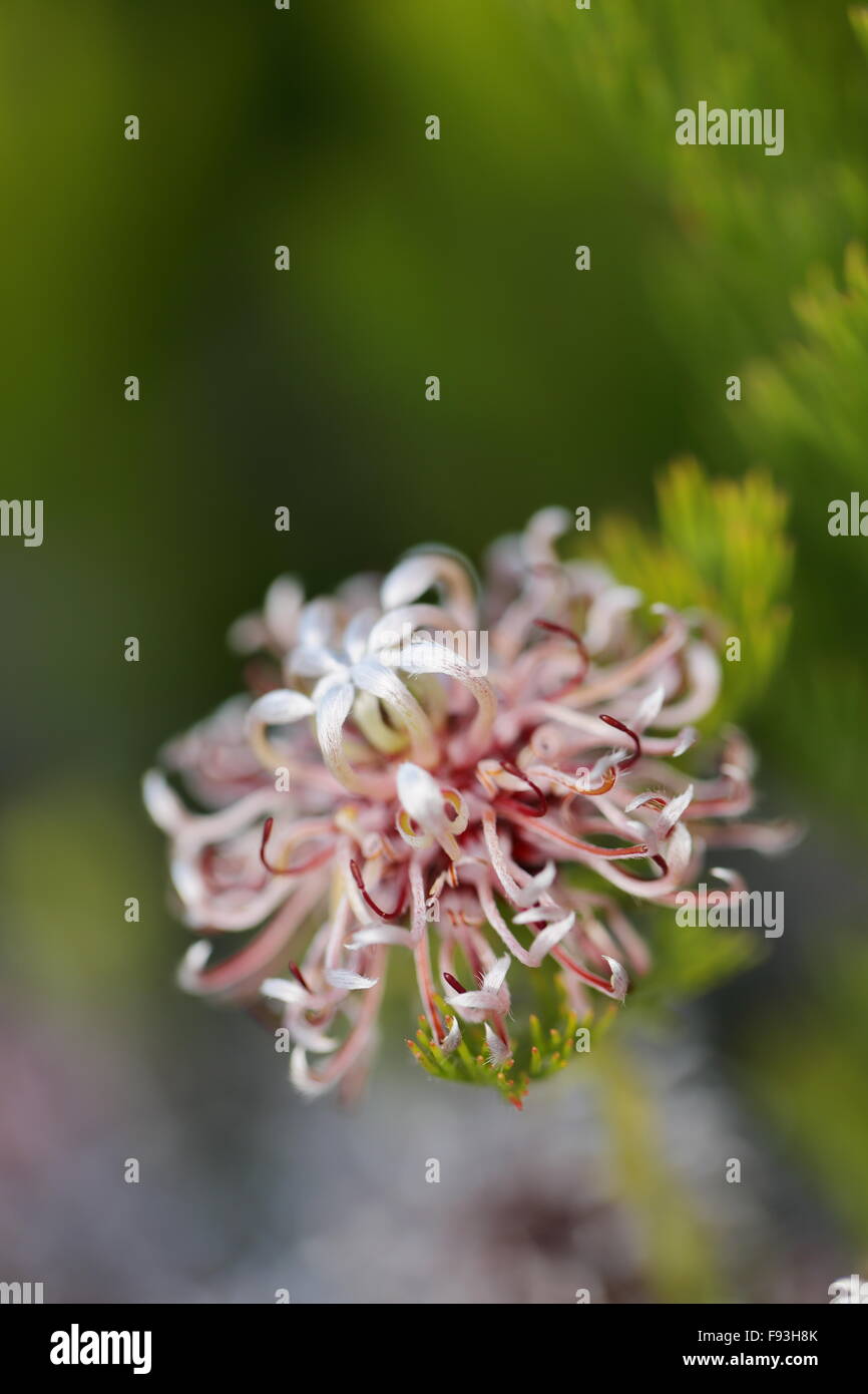 Serruria species in bloom Stock Photo