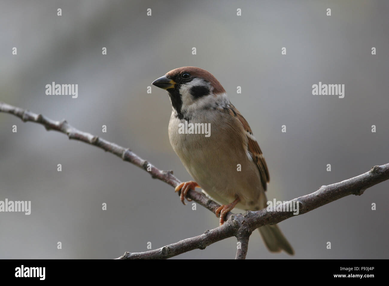 Eurasian tree sparrow (Passer montanus) Stock Photo