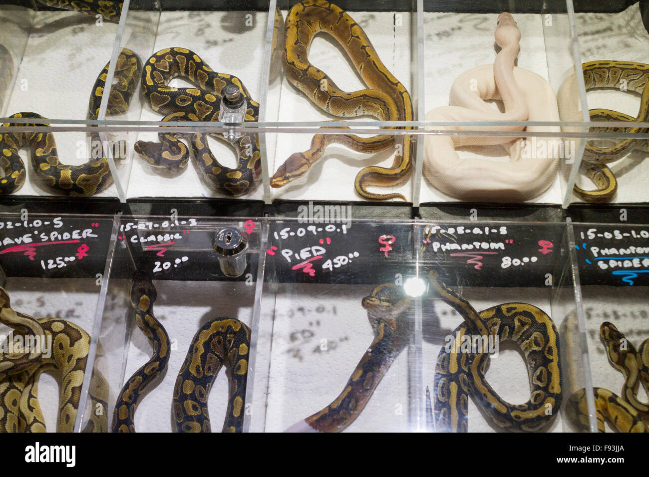 Pet Snakes on display at the Canadian Reptile Expo in Toronto, Ontario