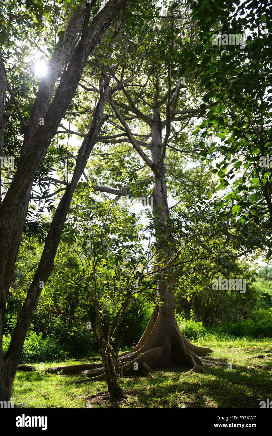 Glorious tree at Tibes Indigenous Ceremonial Center. Ponce, Puerto Rico. Caribbean Island. USA territory Stock Photo