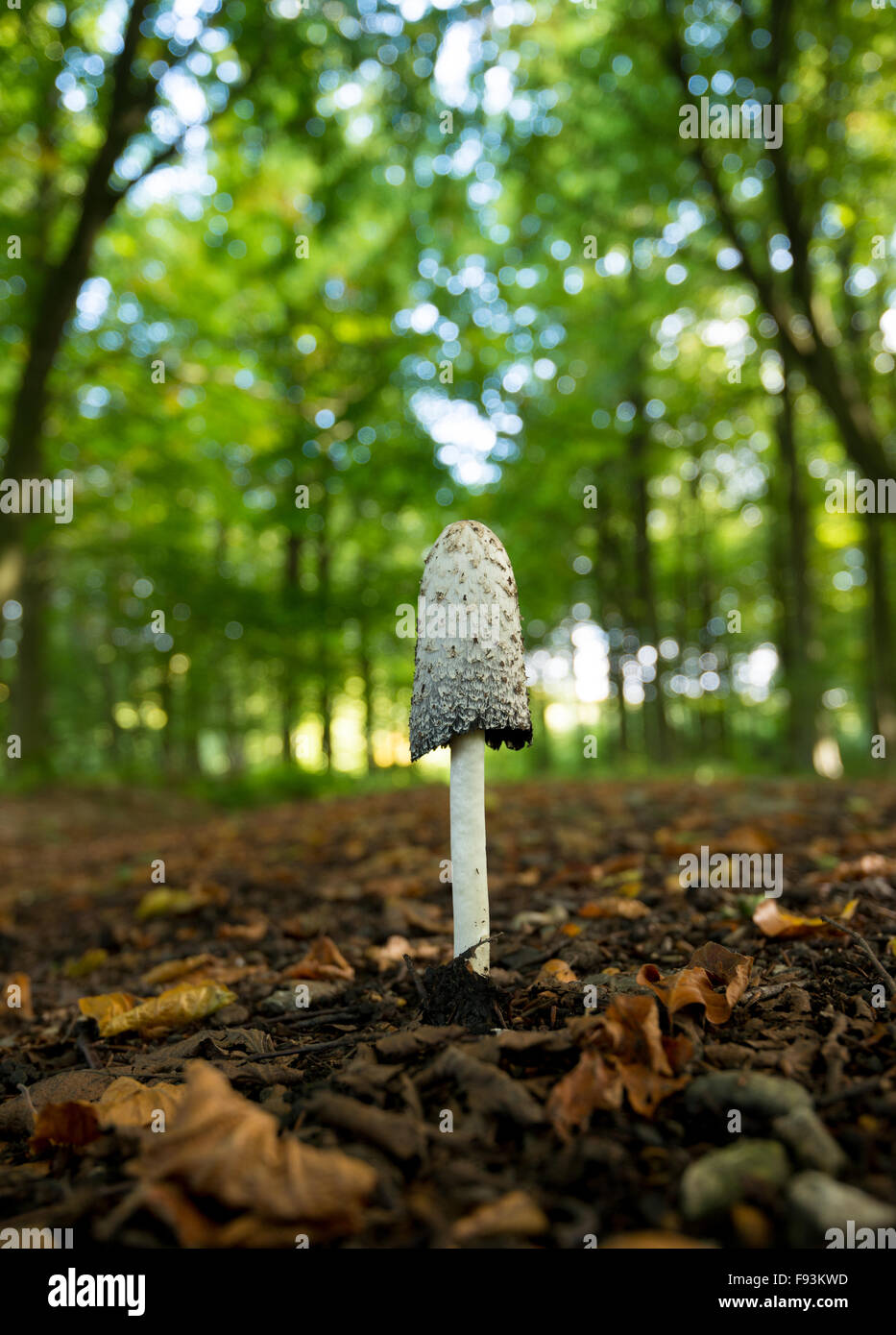 A large shaggy ink cap (Coprinus comatus) mushroom, found in Autumn at King's Wood, Kent. Stock Photo