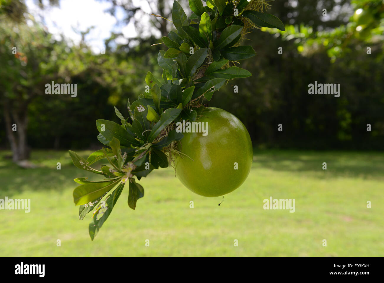 Branches of a calabash tree with a fruit hanging from it at the Tibes Indigenous Ceremonial Center. Ponce, Puerto Rico. Stock Photo