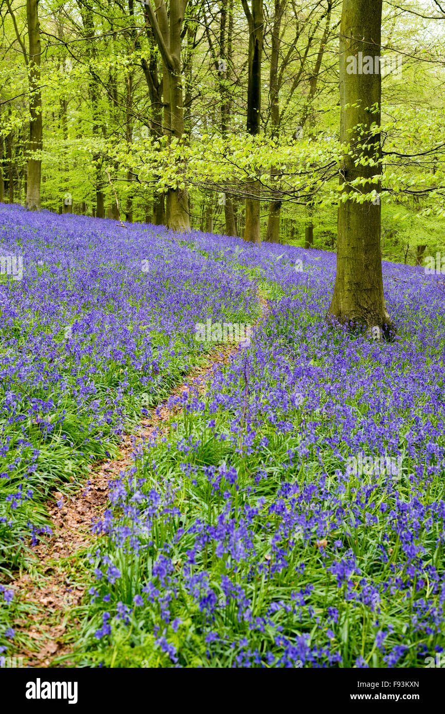 A narrow path leads through a typical English Bluebell woodland; King's ...