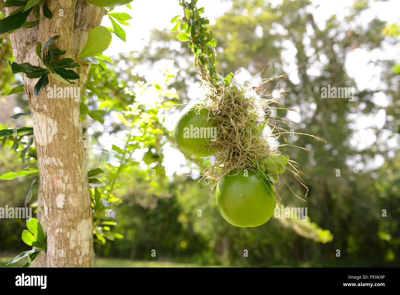 Branches of a calabash tree with some fruit hanging from it at the Tibes Indigenous Ceremonial Center. Ponce, Puerto Rico. Stock Photo