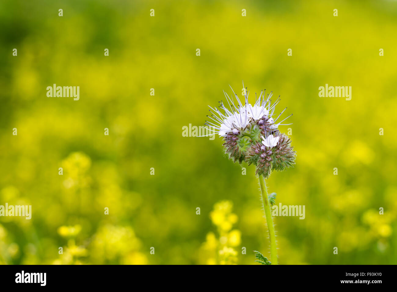 A close-up of Phacelia Tanacetifolia, isolated against a backdrop of yellow rapeseed in a Kent field. Stock Photo