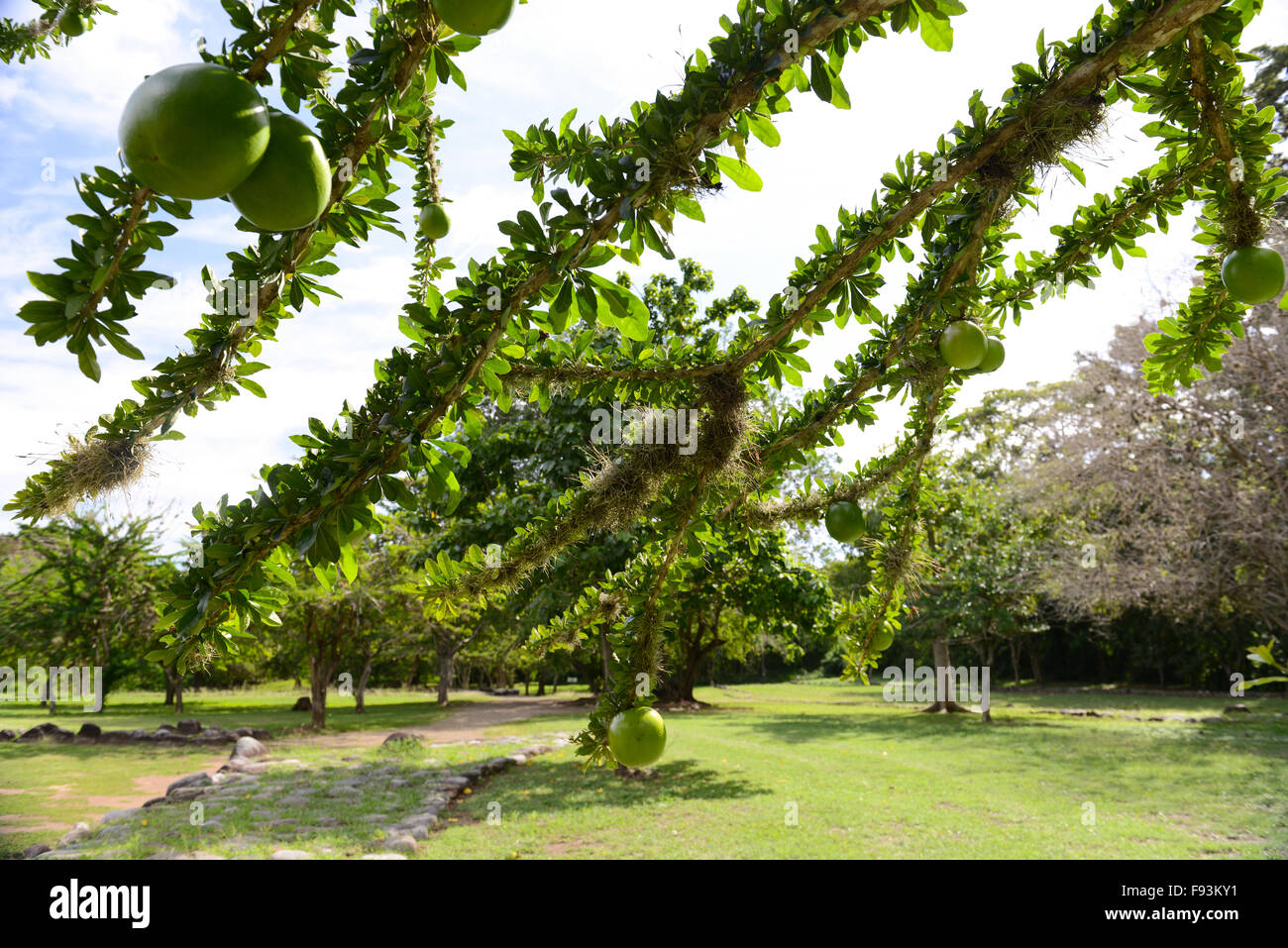 Branches of a calabash tree with some fruit hanging from it at the Tibes Indigenous Ceremonial Center. Ponce, Puerto Rico. Stock Photo