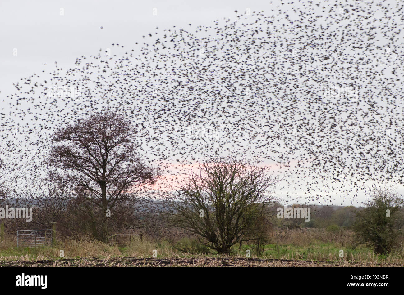 Starling [Sturnus vulgaris] murmuration. Massed flocks coming to roost. Somerset, UK. December. Evening. Stock Photo
