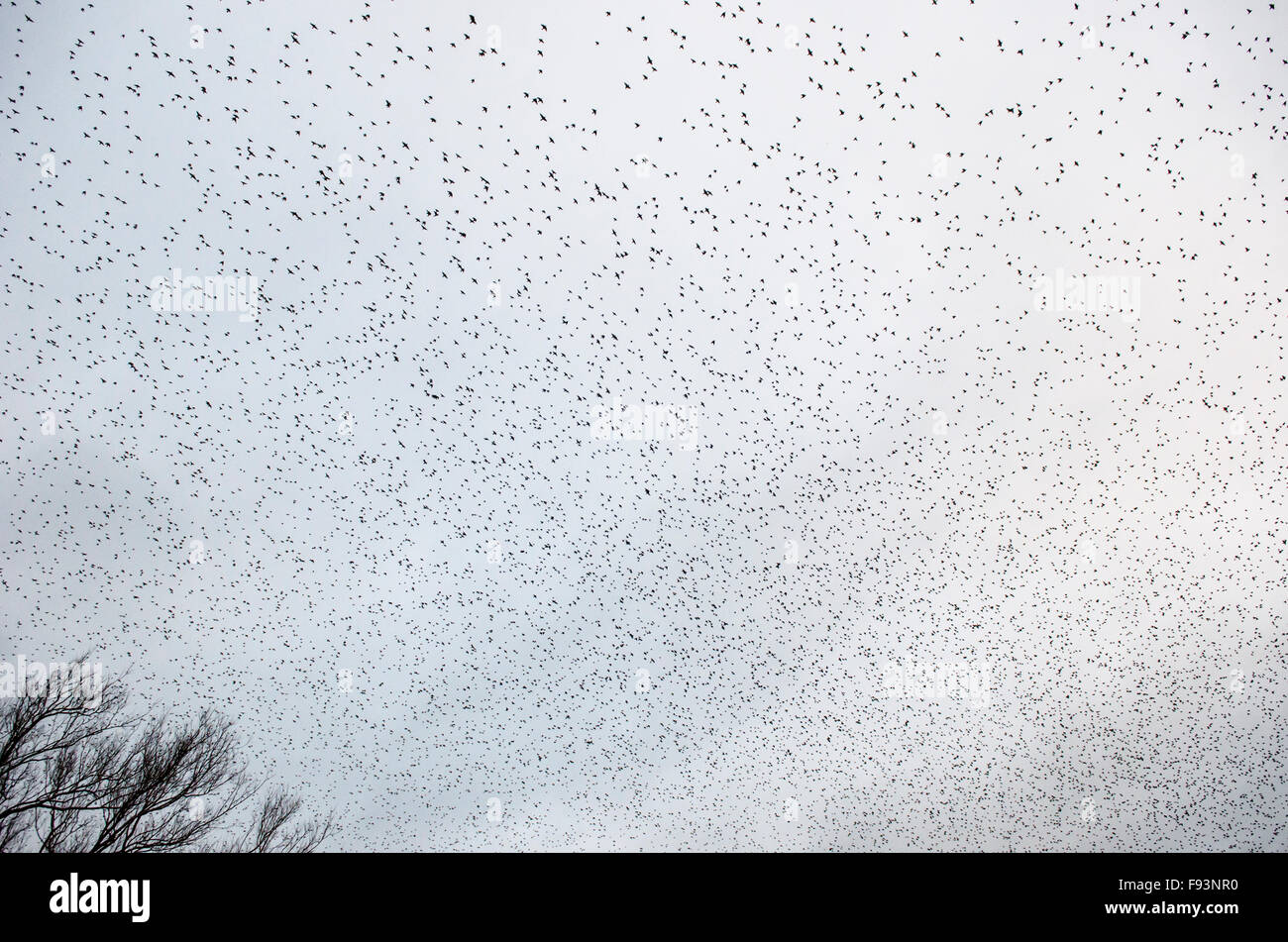 Starling [Sturnus vulgaris] murmuration. Somerset, UK. December. Stock Photo