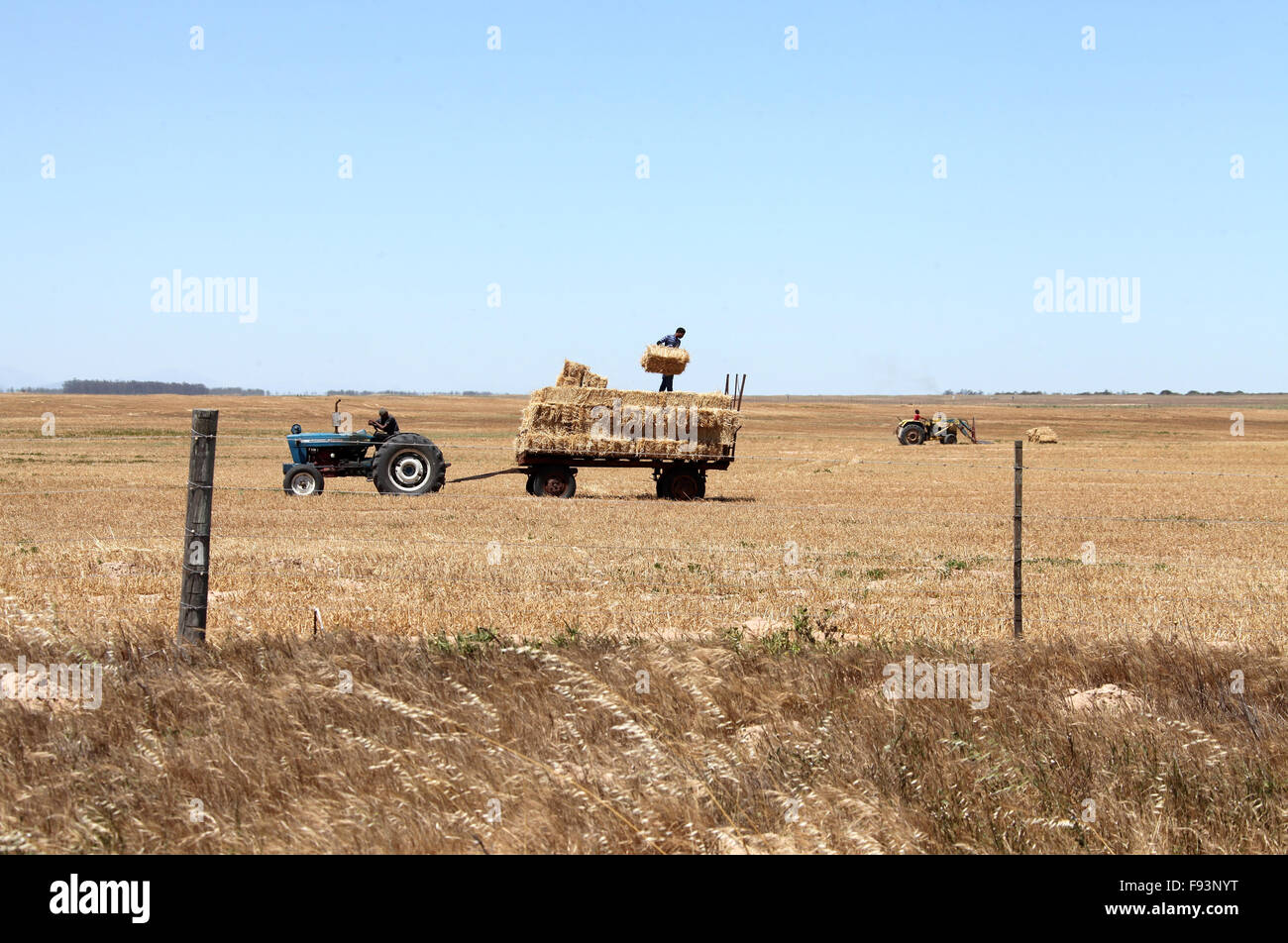 Harvest time in the Western Cape of South Africa Stock Photo