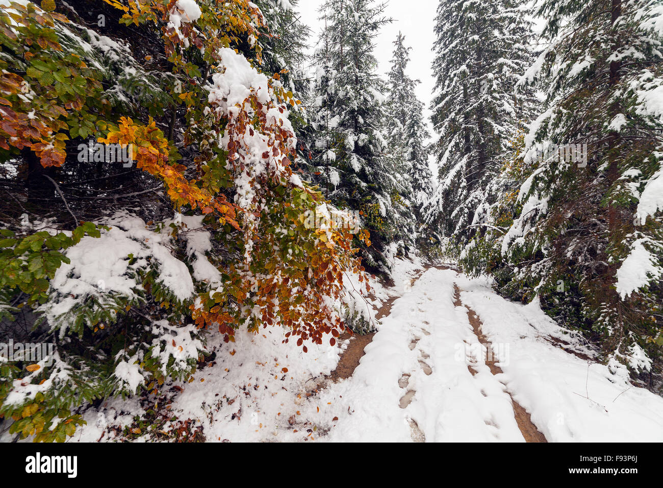 Beautiful winter landscape with snow covered trees Stock Photo - Alamy