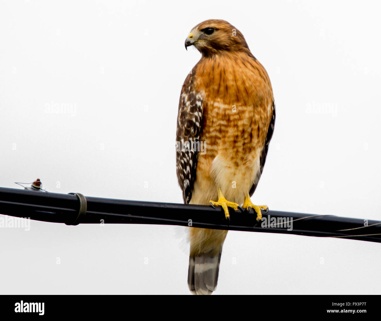 Red Shouldered Hawk Perched on  power lines  along Assteague Road Near Ayers Creek in Berlin Maryland, USA Stock Photo