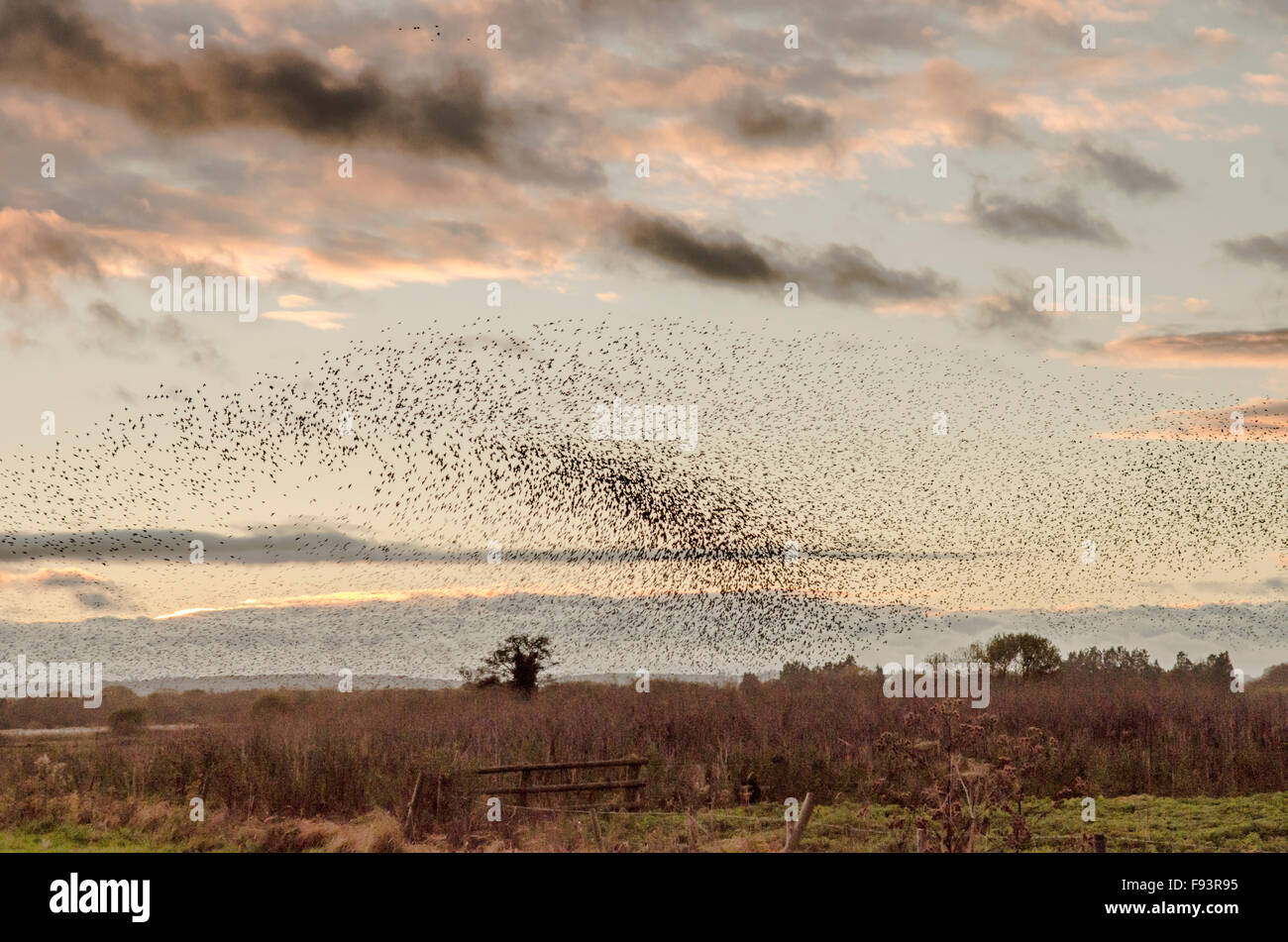 Starling [Sturnus vulgaris] murmuration. Massed flocks coming to roost. Somerset, UK. December. Evening. Stock Photo