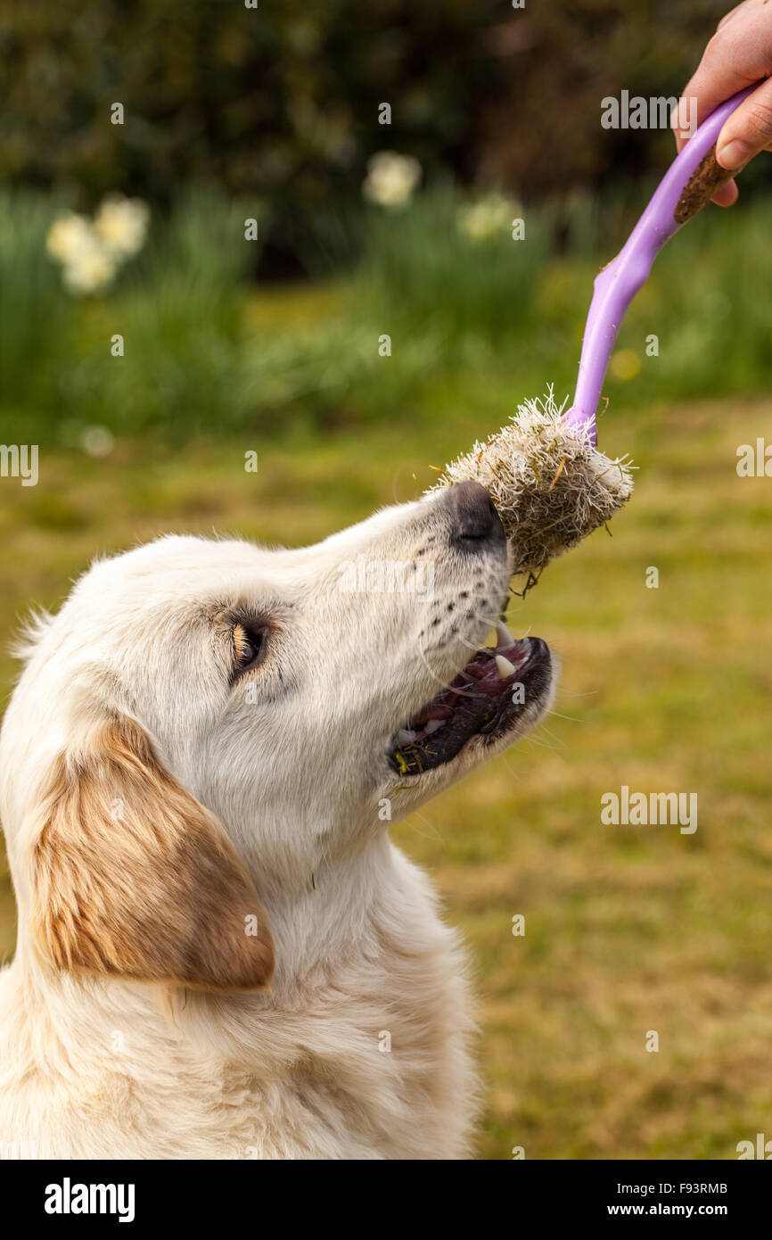 Toilet mouth hires stock photography and images Alamy