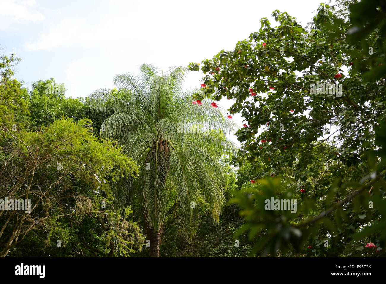 Nature at the Tibes Indigenous Ceremonial Center. Ponce, Puerto Rico. Caribbean Island. USA territory Stock Photo