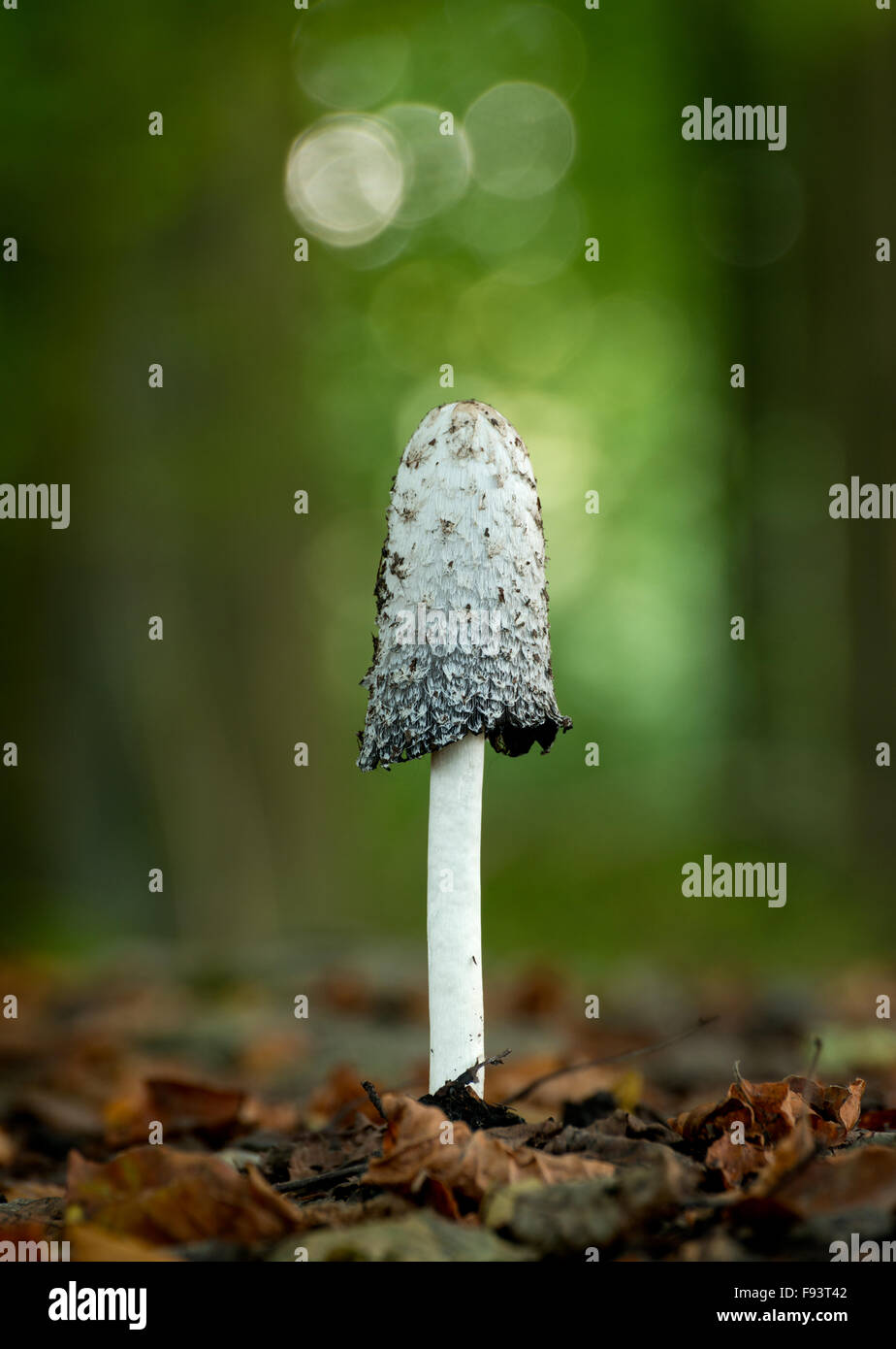 A large shaggy ink cap (Coprinus comatus) mushroom, found during Autumn at King's Wood, Kent. Stock Photo