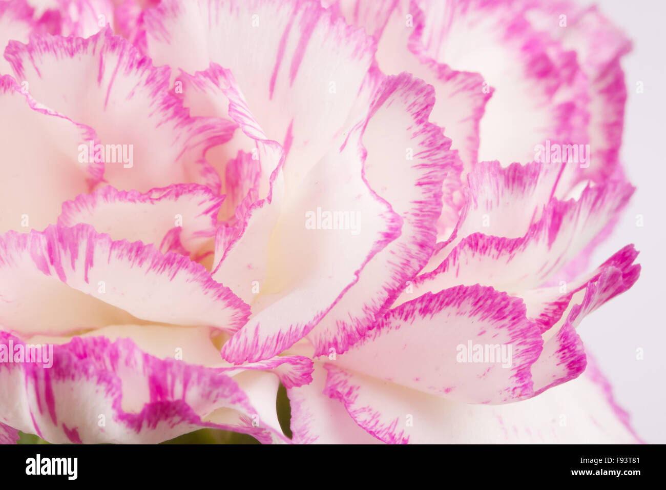 Beautiful pink carnation on a white background Stock Photo - Alamy