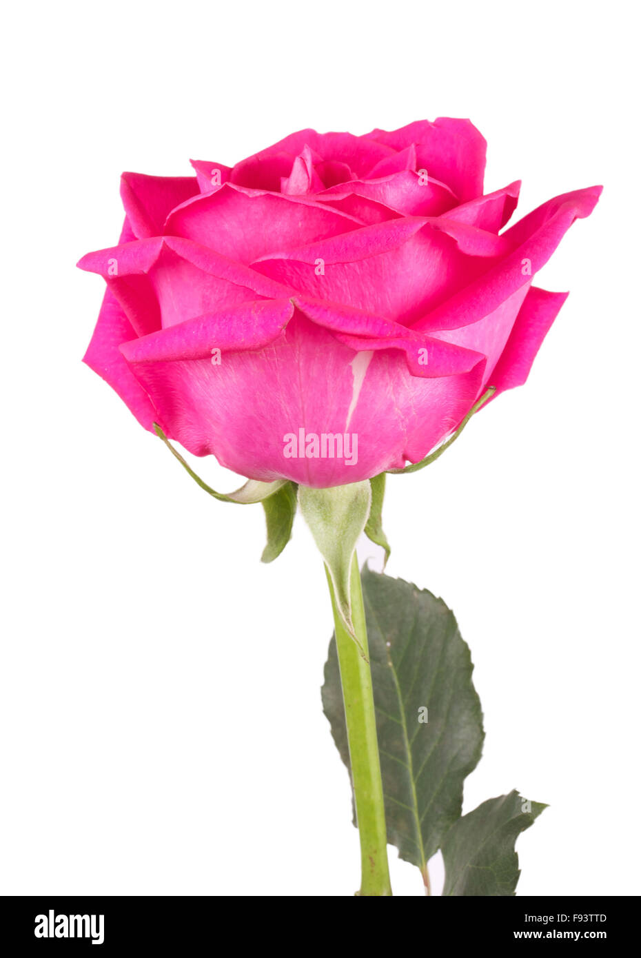 One Flower Bouquet Of Pink Roses Stock Photo Alamy