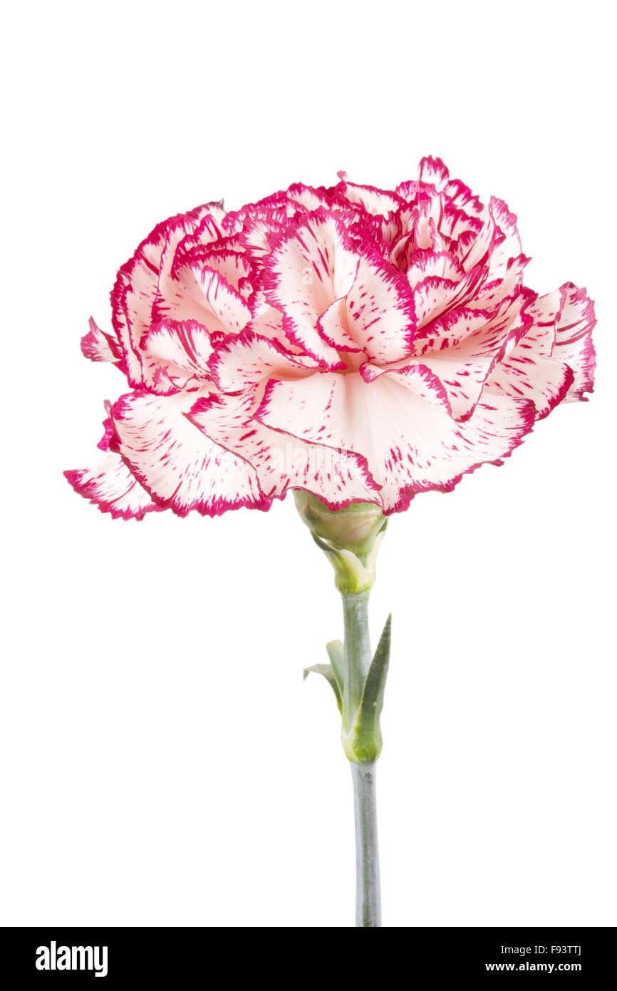 Beautiful pink carnation on a white background Stock Photo - Alamy
