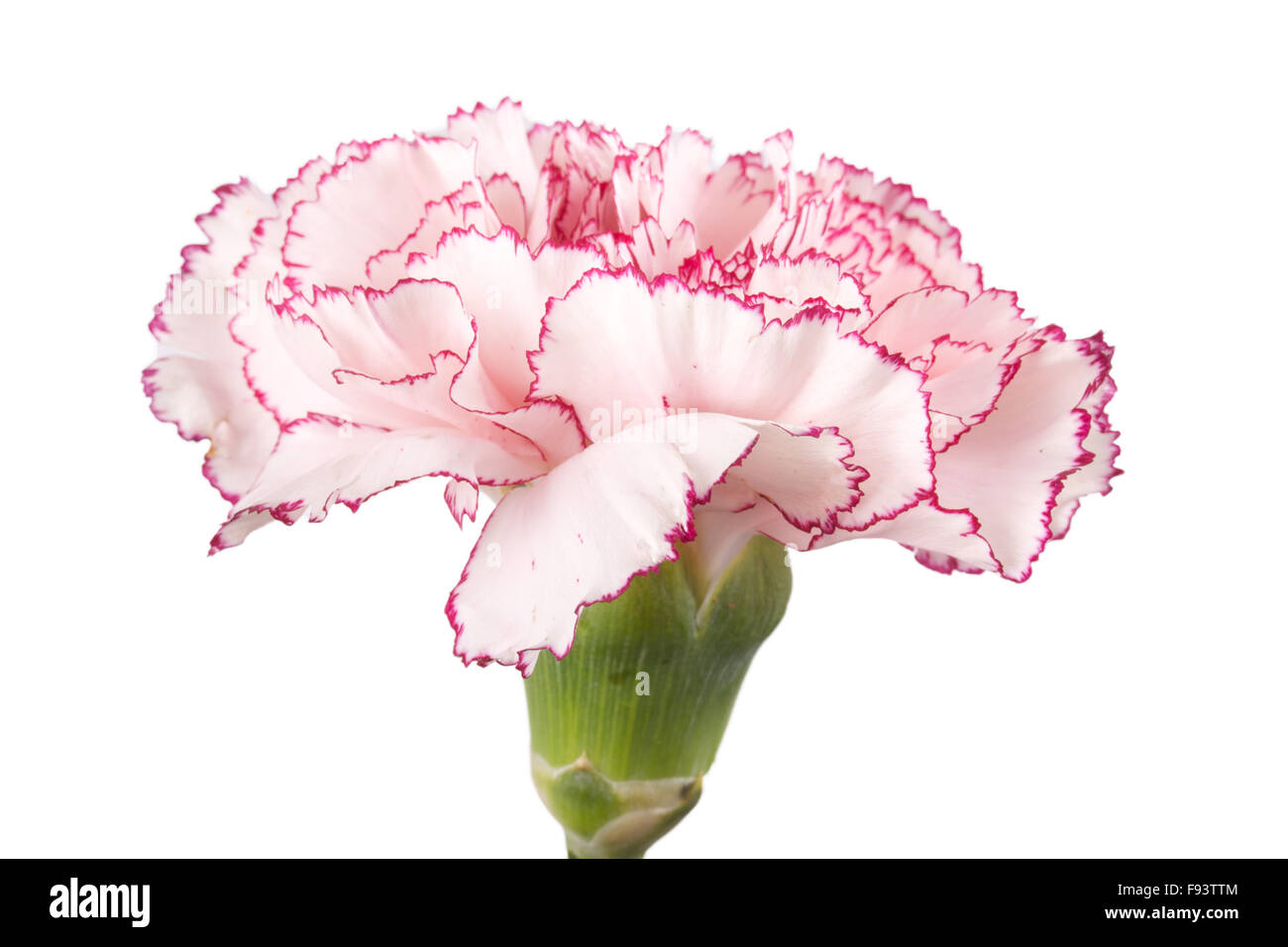 Beautiful pink carnation on a white background Stock Photo - Alamy