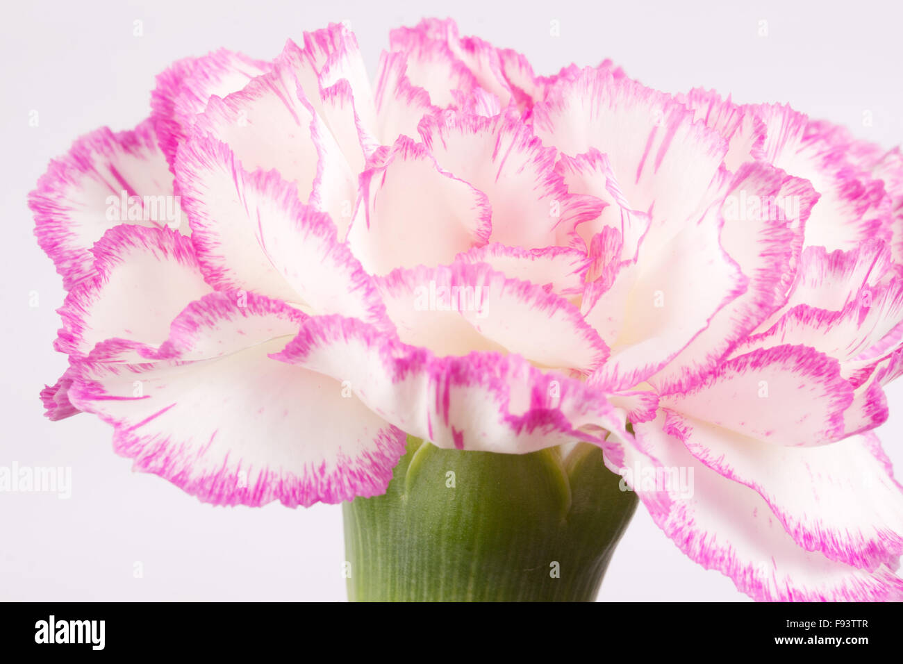 Beautiful pink carnation on a white background Stock Photo - Alamy