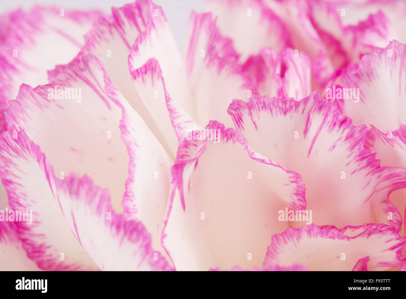 Beautiful pink carnation on a white background Stock Photo - Alamy