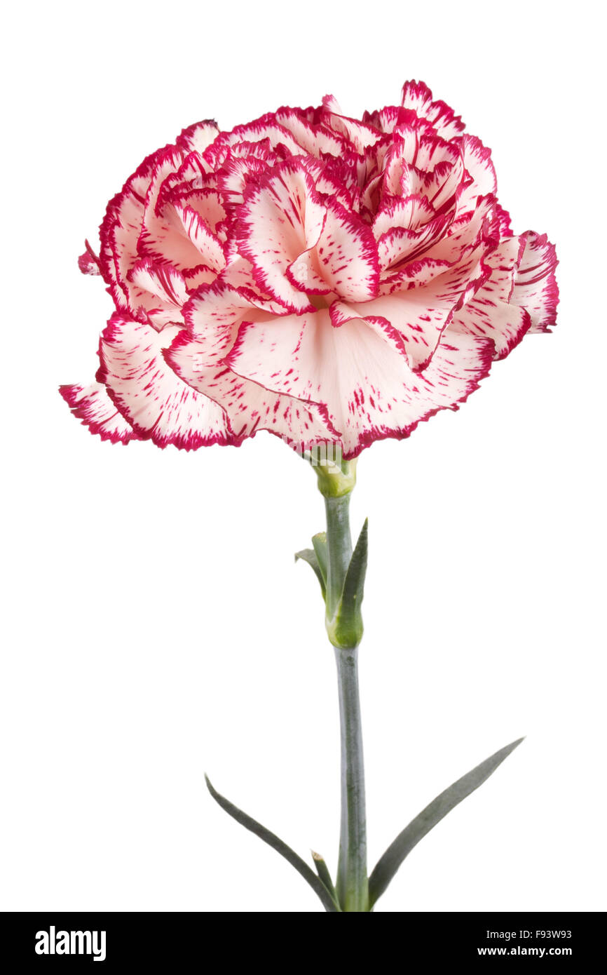 Beautiful pink carnation on a white background Stock Photo - Alamy