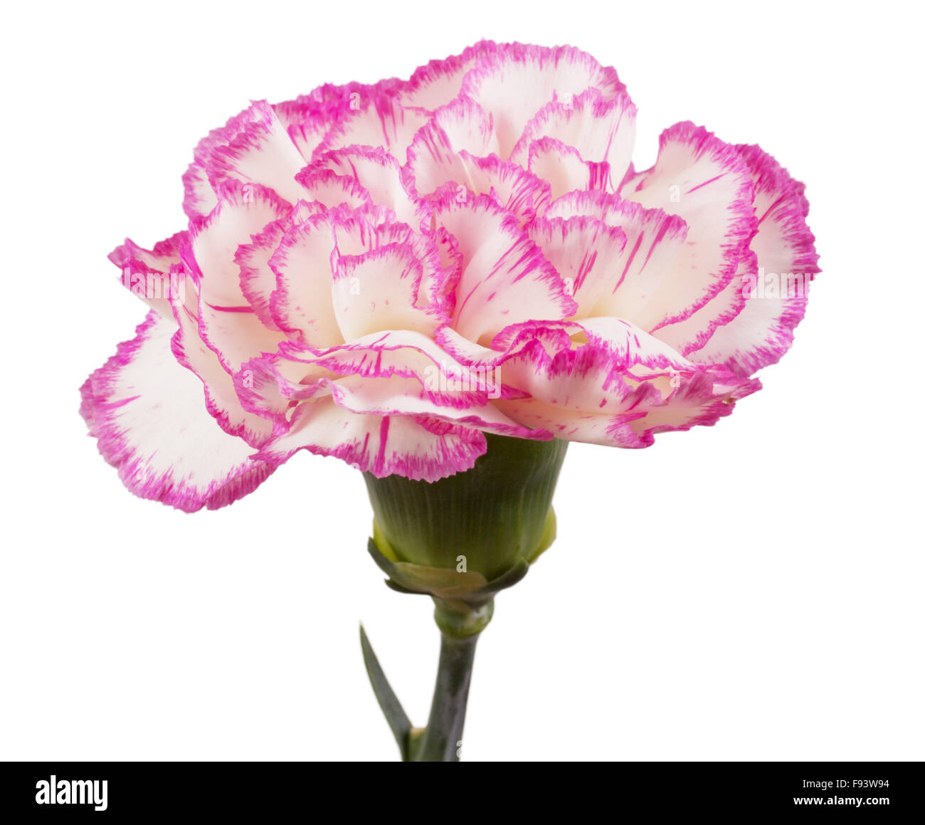 Beautiful pink carnation on a white background Stock Photo - Alamy