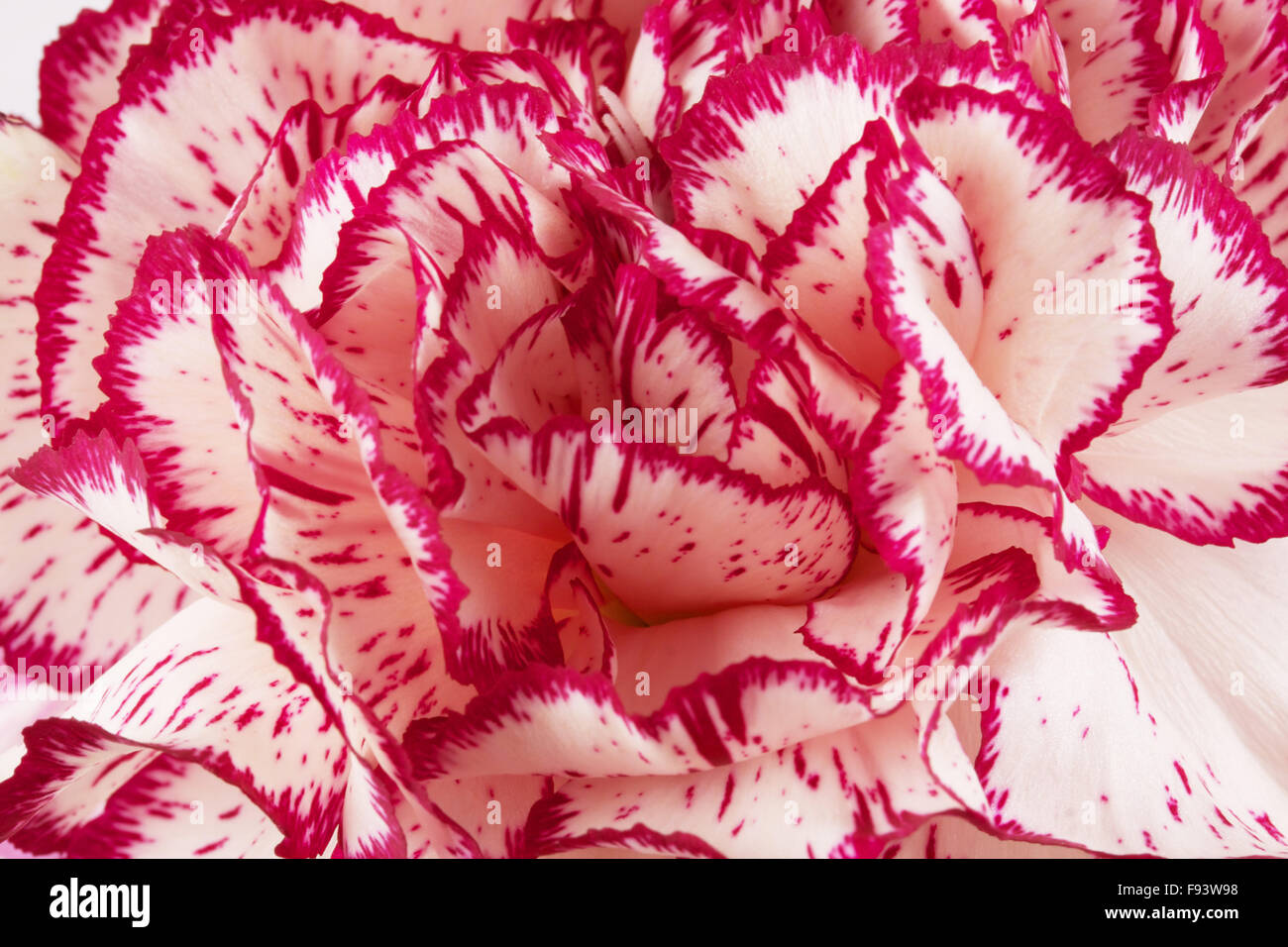 Beautiful pink carnation on a white background Stock Photo - Alamy