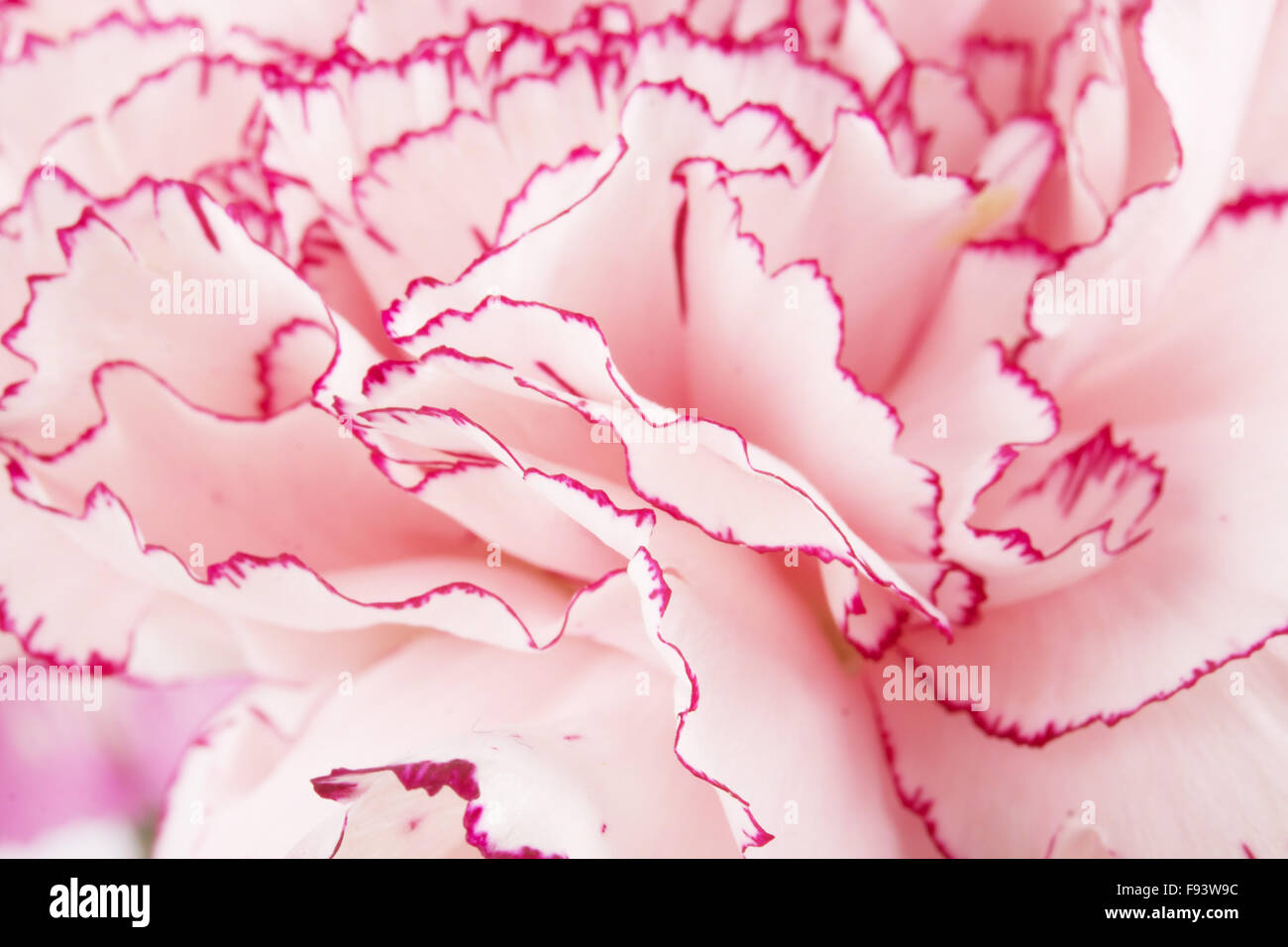 Beautiful pink carnation on a white background Stock Photo - Alamy