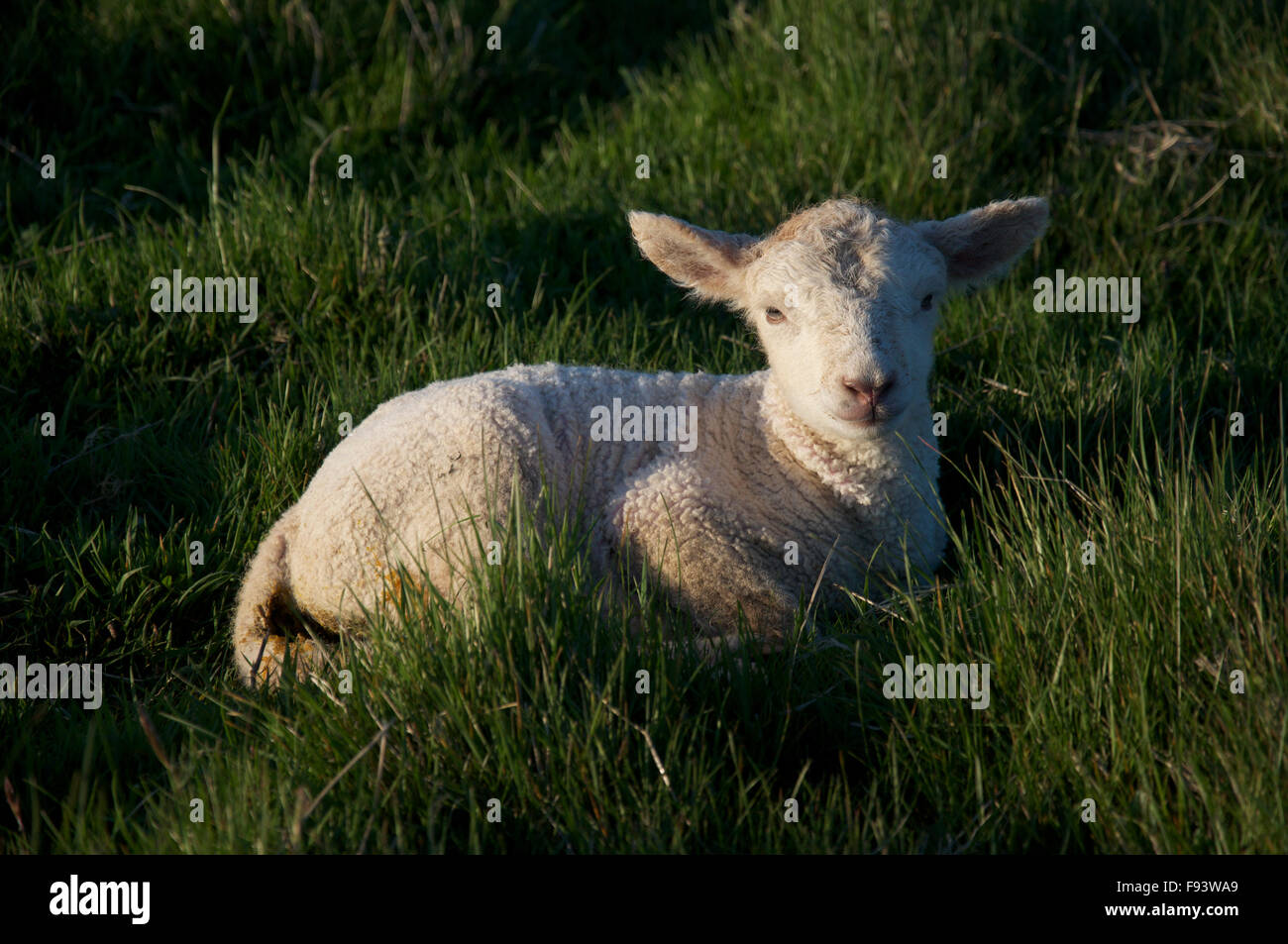 A very young lamb “Ovis Aries” lying down in green grass. Springtime in