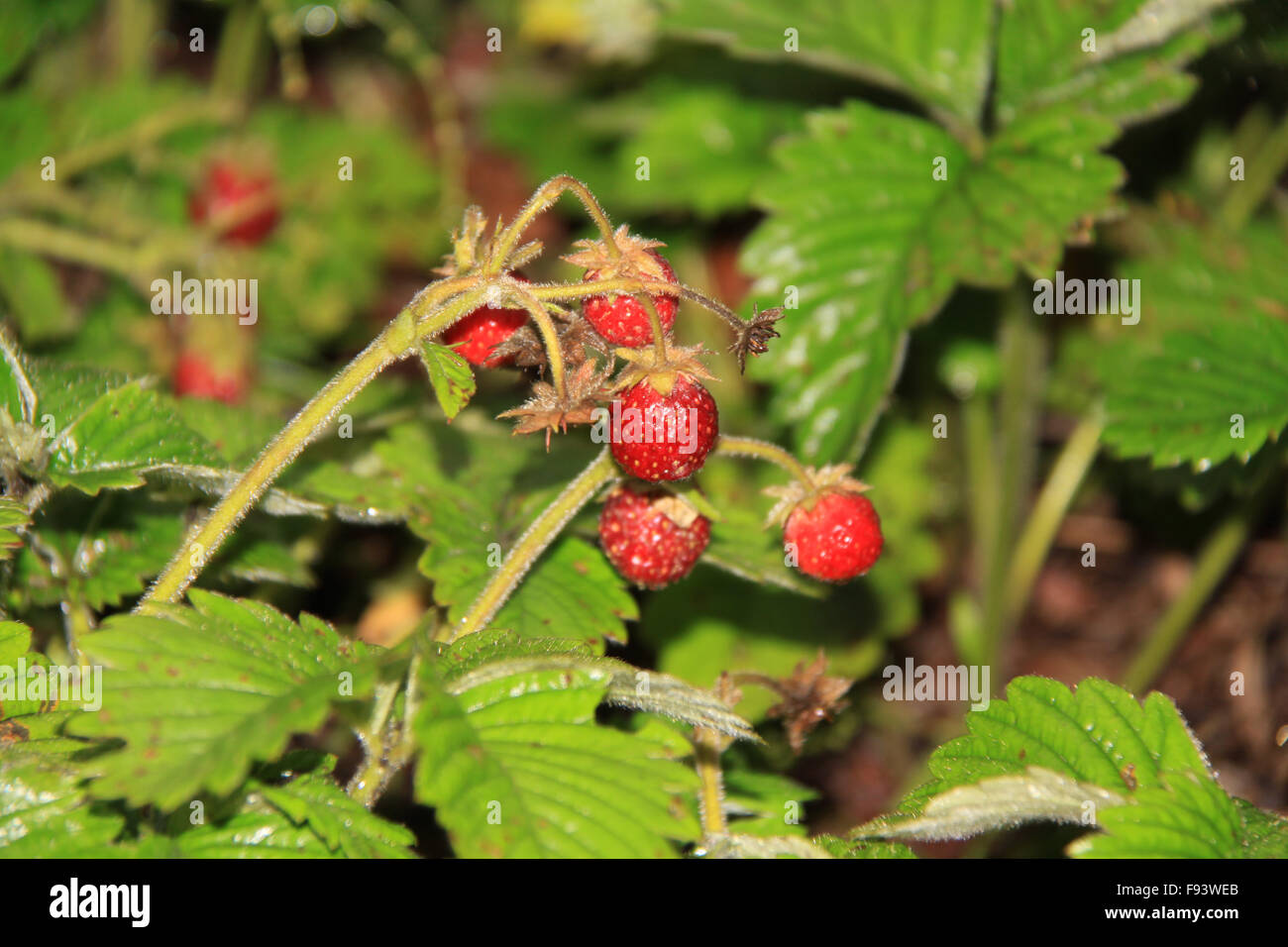Closeup of a wild strawberry with berries Stock Photo - Alamy