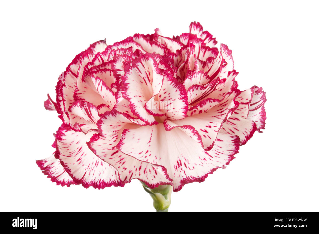 Beautiful pink carnation on a white background Stock Photo - Alamy