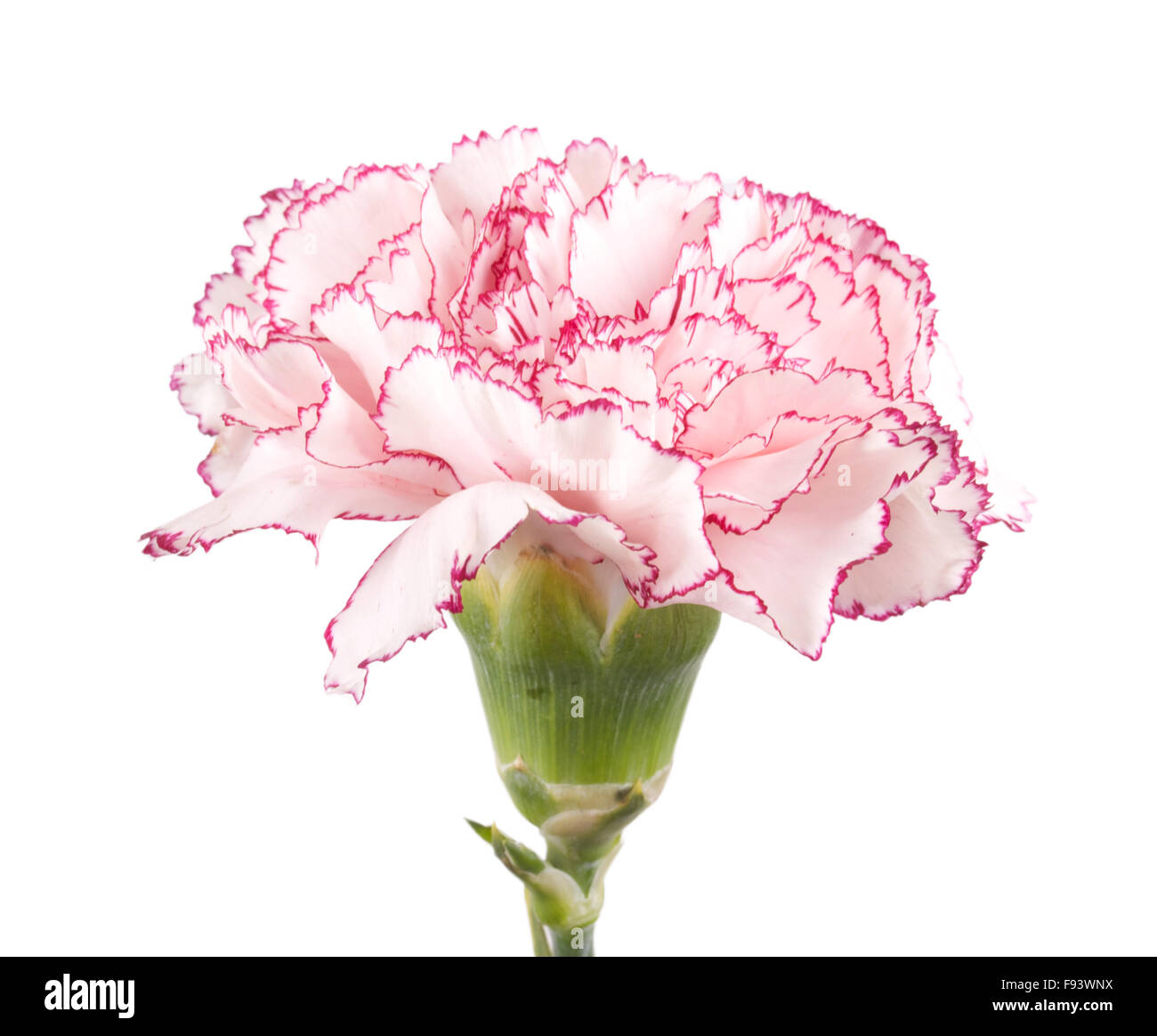 Beautiful pink carnation on a white background Stock Photo - Alamy