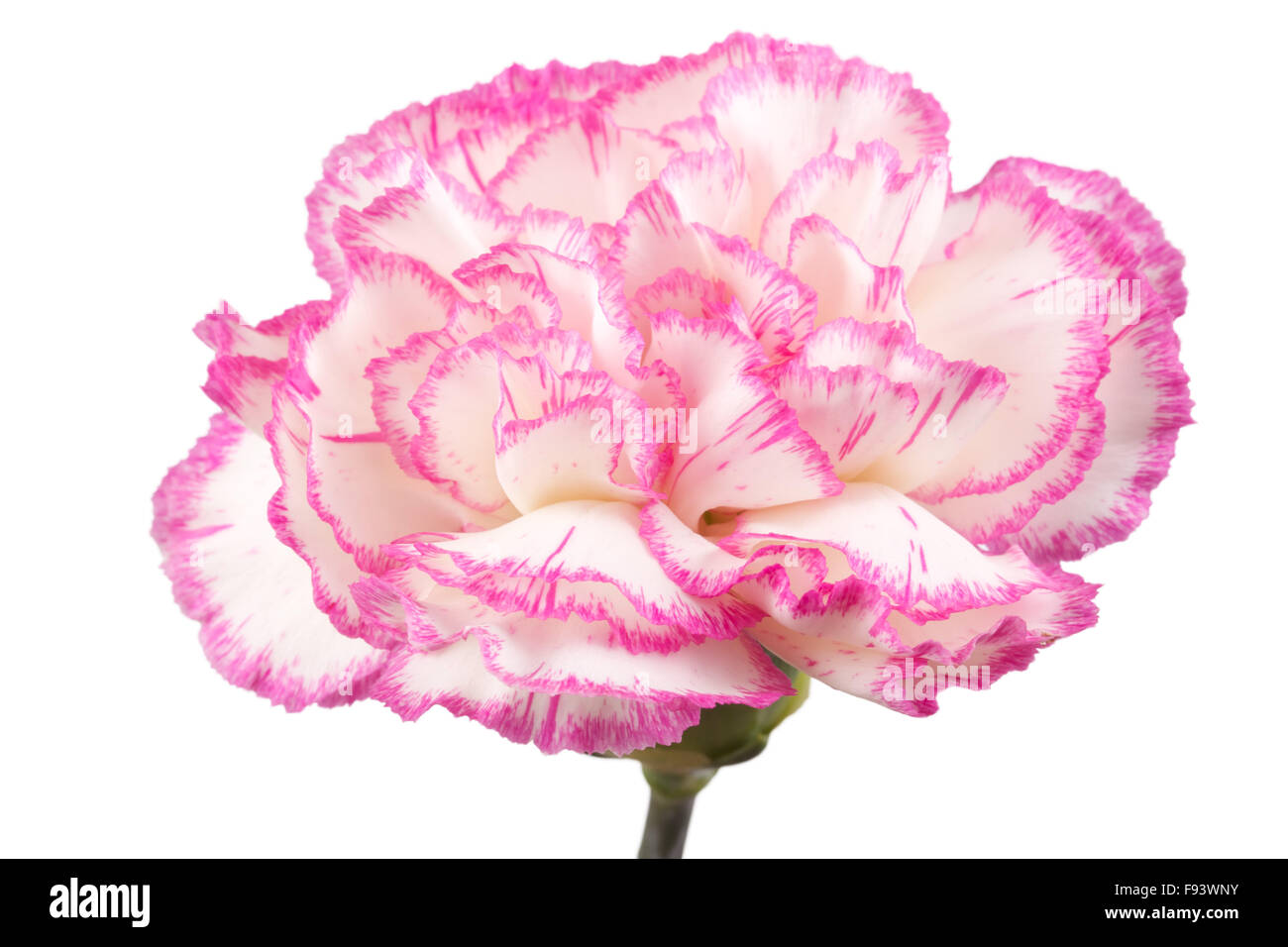 Beautiful pink carnation on a white background Stock Photo - Alamy