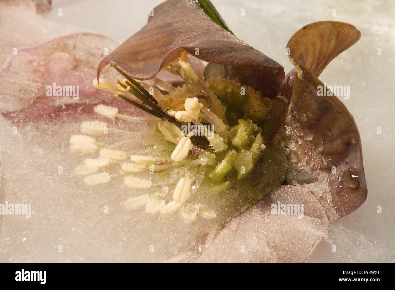 Hellebore flower in ice Stock Photo