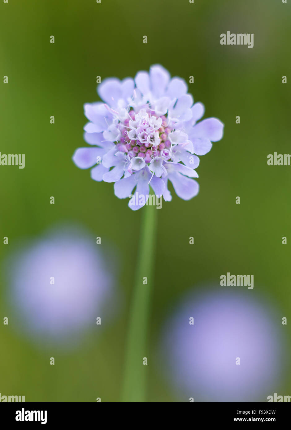 A Common Scabiosa (Scabiosa columbaria) wildflower artistically captured in a Kent meadow. Stock Photo