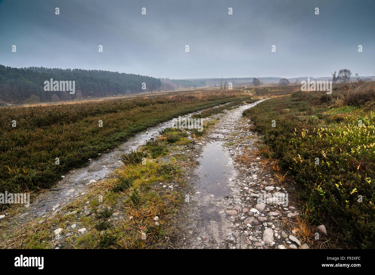 cannock chase staffordshire high resolution stock photography and images alamy