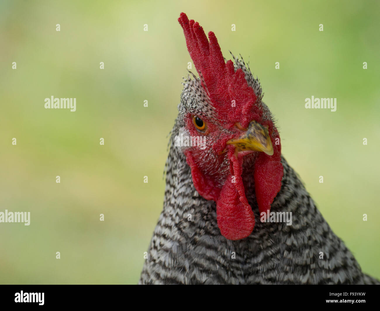 Barred Rock Rooster Stock Photo Alamy