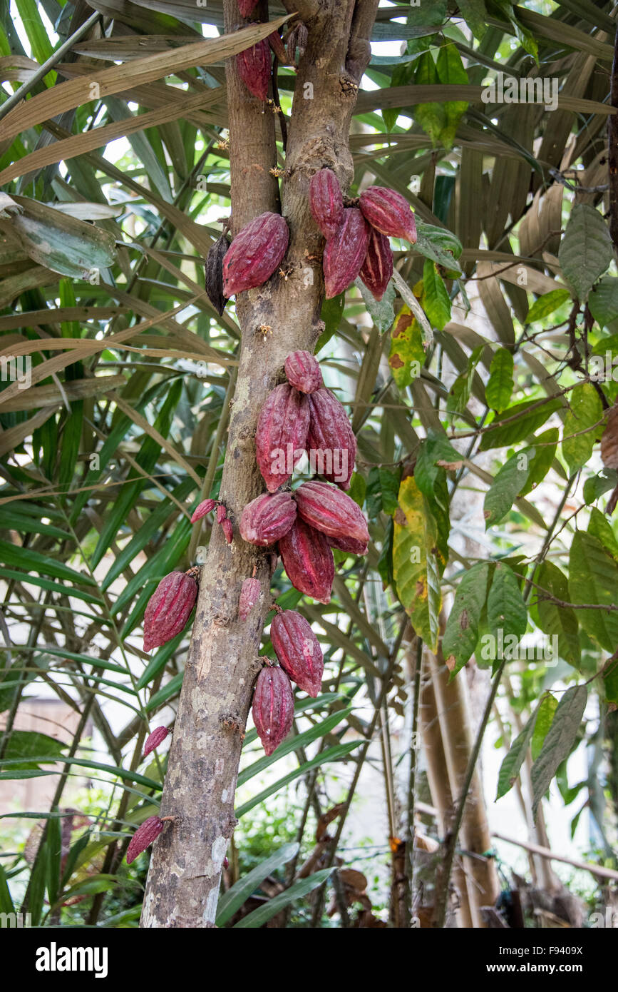 Cacao Pods (Theobroma cacao) on Tree, Indonesia Stock Photo